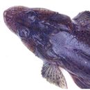 Cociella crocodila (Cuvier, 1829)