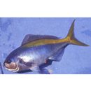 Paracaesio xanthura (Bleeker, 1869)