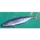 Decapterus tabl Berry, 1968