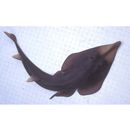 Rhinobatos schlegelii Muller et Henle, 1841