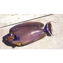 Naso vlamingii (Valenciennes, 1835)