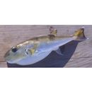 Lagocephalus spadiceus (Richardson, 1845)