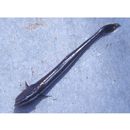 Phtheirichthys lineatus (Menzies, 1791)