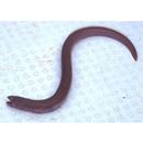 Ophichthus asakusae Jordan et Snyder, 1901