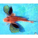 Lepidotrigla japonica (Bleeker, 1854)