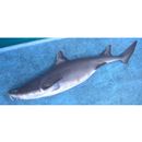 Cirrhigaleus barbifer Tanaka, 1912