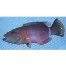 Oxycheilinus unifasciatus (Streets, 1877)