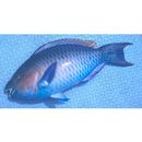 Scarus ghobban Forsskal, 1775