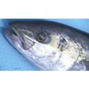 Seriola lalandi Valenciennes, 1833