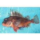 Neosebastes entaxis Jordan et Starks, 1904