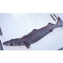 Deania calcea (Lowe, 1839)