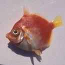 Antigonia rubescens (Gunther, 1860)