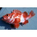 Hozukius emblemarius (Jordan et Starks, 1904)