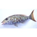 Lethrinus rubrioperculatus Sato, 1978