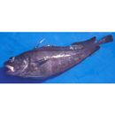 Laemonema filodorsale Okamura, 1982