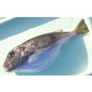 Sphoeroides pachygaster (Muller et Troschel, 1848)