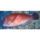 Choerodon azurio (Jordan et Snyder, 1901)