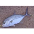 Caranx papuensis Alleyn et Macleay, 1877