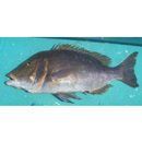 Lethrinus nebulosus (Forsskal, 1775)