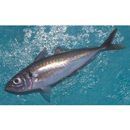 Trachurus japonicus (Temminck et Schlegel, 1844)