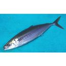 Decapterus muroadsi (Temminck et Schlegel, 1844)