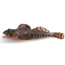 Bero elegans (Steindachner, 1881)