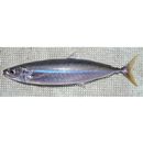 Decapterus macarellus (Cuvier, 1833)