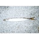 Sphyraena japonica Bloch and Schneider, 1801