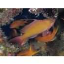 Pseudanthias squamipinnis (Peters, 1855)