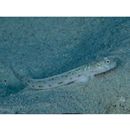 Echinogobius hayashii Iwata, Hosoya et Niimura, 1998