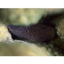 Caracanthus maculatus (Gray, 1831)