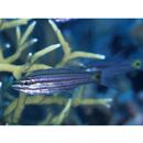 Cheilodipterus artus Smith, 1961