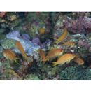 Pseudanthias squamipinnis (Peters, 1855)