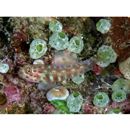 Eviota melasma Lachner et Karnella, 1980