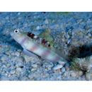 Amblyeleotris ogasawarensis Yanagisawa, 1978