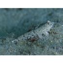 Diplogrammus xenicus (Jordan et Thompson, 1914)