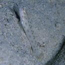 Ctenogobiops feroculus Lubbock et Polunin, 1977