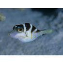 Canthigaster axiologa Whitley, 1931