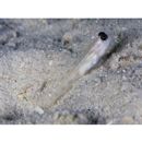 Ctenogobiops mitodes Randall, Shao et Chen, 2007