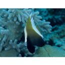 Heniochus varius (Cuvier, 1829)