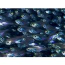 Parapriacanthus ransonneti Steindachner, 1870