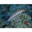 Parapercis multiplicata Randall, 1984