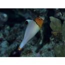 Cetoscarus ocellatus (Valenciennes, 1840)