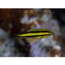 Neoglyphidodon nigroris (Cuvier, 1830)