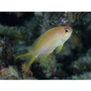 Pseudanthias squamipinnis (Peters, 1855)