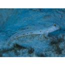 Echinogobius hayashii Iwata, Hosoya et Niimura, 1998