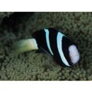Amphiprion clarkii (Bennett, 1830)