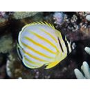 Chaetodon ornatissimus Cuvier, 1831