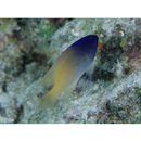 Chrysiptera rex (Snyder, 1909)