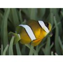 Amphiprion clarkii (Bennett, 1830)